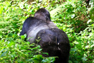 Mountain Gorillas in Rwanda - 2007