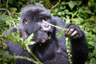 Mountain Gorillas in Rwanda - 2007